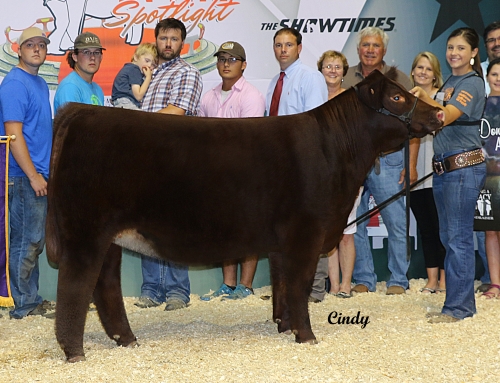 2016 Shorthorn Junior National In Review