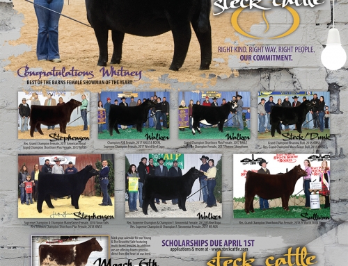 Steck Cattle Recent News